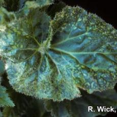 Impatiens Necrotic Spot Virus (INSV) - Begonia