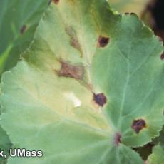 Bacterial leaf spot on Begonia (Xanthomonas campestris pv. begoniae)