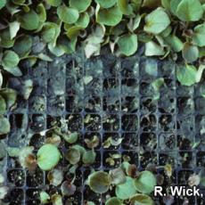 Damping off of Begonia seedlings caused by Rhizoctonia