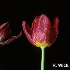 Botrytis tulipae on Tulip flowers