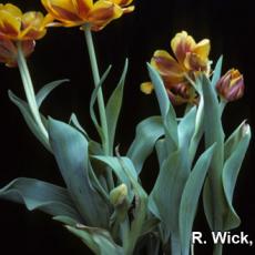 Bulb rot on Tulip caused by Botrytis tulipae