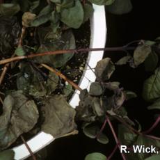 Stem canker on Fuchsia caused by Botrytis cinera