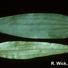 Hosta – Botrytis Leaf Blight
