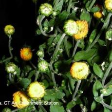 Chrysanthemum White Rust (Puccinia horiana) 