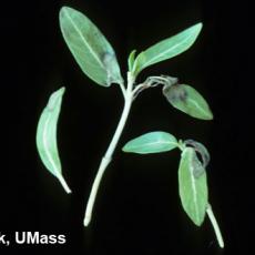 Catharanthus (vinca) – Rhizoctonia