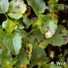 Pansy - Cercospora Leaf Spot
