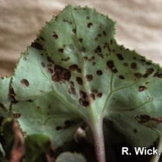 Cyclamen – Anthracnose (Glomerella cingulata)