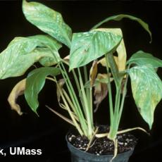 Spathiphyllum - Cylindrocladium Root and Crown Rot
