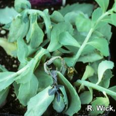 Sedum – Erwinia chrysanthemi