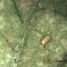 Feltiella larva