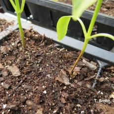 Damping off (Fusarium) on pepper seedling
