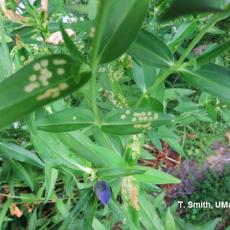 Four-lined plant bug injury on Gentiana