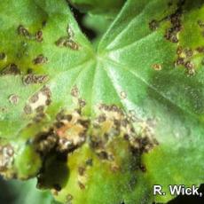 Bacterial leaf spot on geranium caused by Pseudomonas syringae