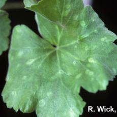 Ghost spot on Geranium caused by Botrytis