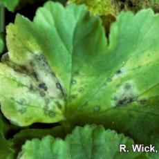 Bacterial leaf spot on geranium caused by Pseudomonas syringae