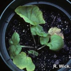Crown rot on geranium caused by Pythium species