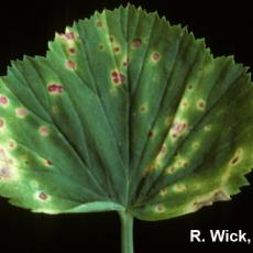 Alternaria Leaf Spoton Regal geranium