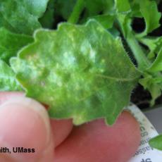 Close up of symptoms on Lobelia foliage