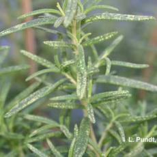 Leafhopper Damage to Rosemary