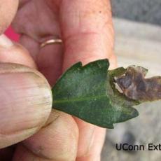 Blotch leafminer injury on garden mum