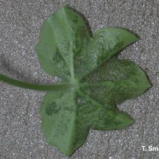 Spider mite injury on ivy geranium