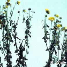 Chrysanthemum – Foliar nematodes (Aphelenchoides species)