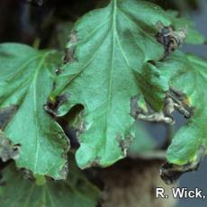 Chrysanthemum – Bacterial leaf spot (Pseudomonas cichorii)