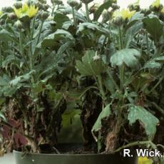 Chrysanthemum – Bacterial leaf spot (Pseudomonas cichorii)