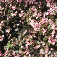 Begonias – Rhizoctonia crown rot