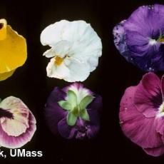 Pansy - Crown Rot (Myrothecium)