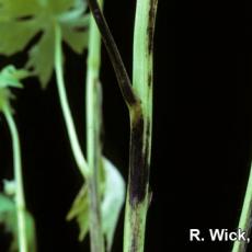 Delphinium – Stem canker (Pseudomonas syringae)