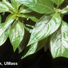 New Guinea Impatiens – Leaf spot (Pseudomonas syringae)