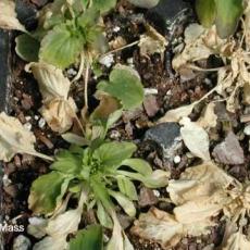 Salt injury on pansies due to excess sodium and chloride in irrigation water