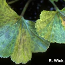 Pelargonium Flower Break Virus (PFBV) on Geranium