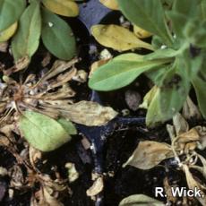 Petunia – Sclerotinia Crown Rot