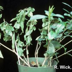 Gardenia – Phytophthora root rot