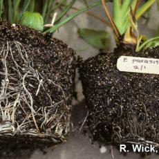 Gardenia – Phytophthora root rot