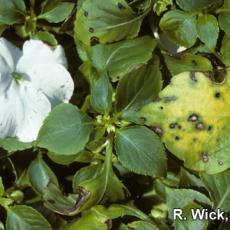 Impatiens – Leaf spot (Pseudomonas syringae)