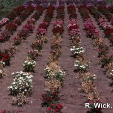 Dianthus (Field) – Rhizoctonia crown rot