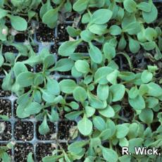 Petunia – Rhizoctonia foliar blight
