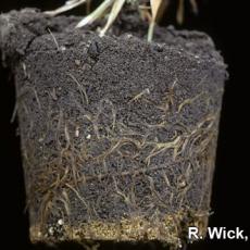 Easter lily – Rhizoctonia root rot