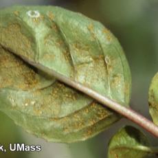 Fuchsia – Rust