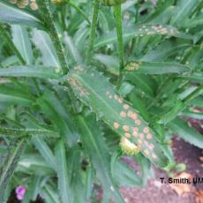 Four-lined plant bug injury on Shasta daisy