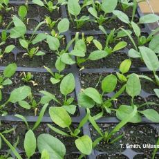 Spinach seedlings after spinach was top watered for one week with clear water.