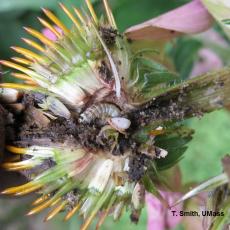 Sunflower moth larva in Echinacea flower