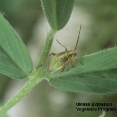 Tarnished Plant Bug Nymph - UMass Extension Vegetable Program