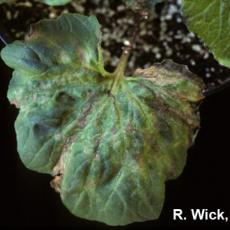 Begonia – Impatiens Necrotic Spot Virus (INSV)