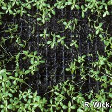Catharanthus – Damping off (Rhizoctonia)