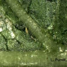 Western Flower Thrips - Larvae