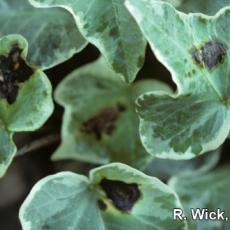 Ivy – Bacterial leaf spot (Xanthomonas species)